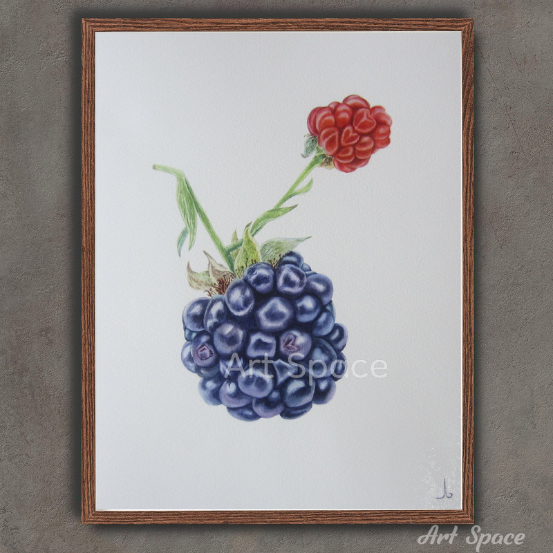 art-Blackberry- berries-food illustration-food image-Juicy-fruit drawing-botany- illustration-berry-fruit-botanical illustration-3.jpg