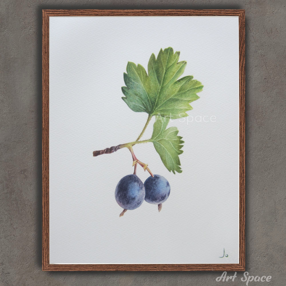 art-Gooseberry-blue berries-for a green interior-blue painting-plant-botanical illustration-drawing-plant watercolor- watercolor illustration-1.jpg