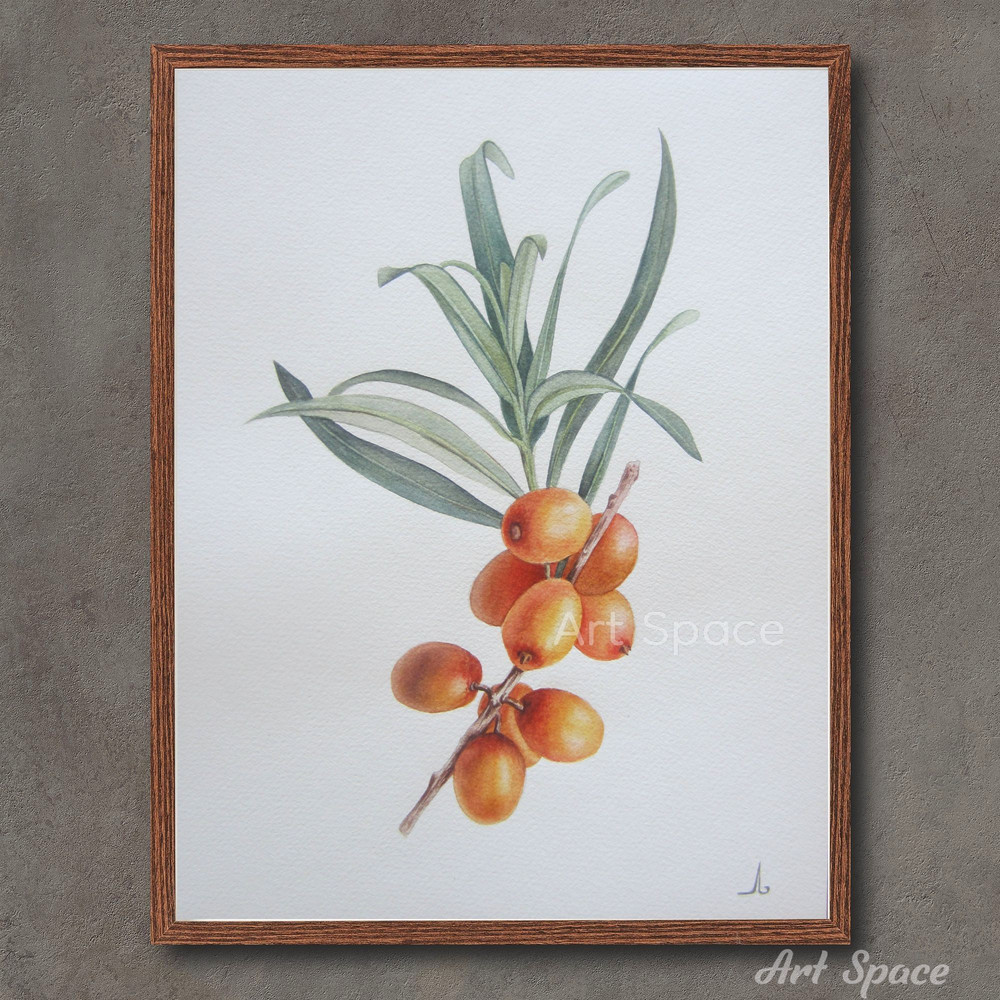 sea buckthorn-orange picture-berries-plant- botanical illustration-bright berries-illustration-drawing-drawing-watercolor-drawing-1.jpg