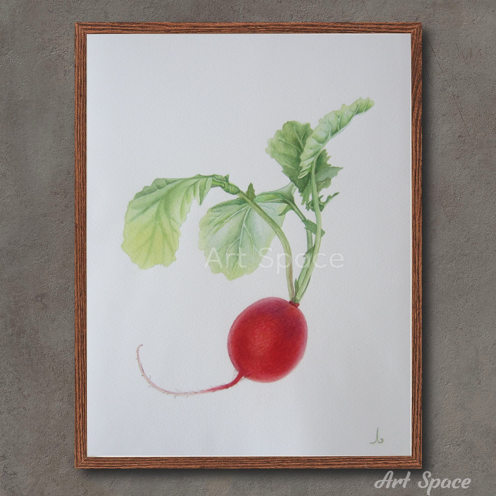art-radish-botany- illustration-vegetable-fruit-botanical illustration-1.jpg