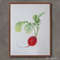 art-radish-botany- illustration-vegetable-fruit-botanical illustration-1.jpg