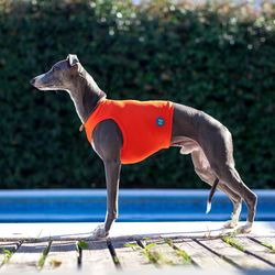 Trendy running shirt for dogs of the Whippet breed. Length 55 cm, 22 inches