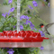 transparentwashablemaryshummingbirdfeeder1.png