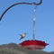 mary'shummingbirdfeederattractiveeasytoclean1.png