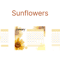 sunflowers-gfu-k-igpost.png