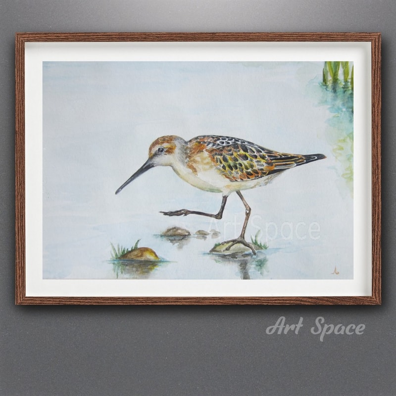 sandpiper-bird on the marsh- watercolor picture-illustration-drawing-watercolor-painting-animal-drawing-bird-1.jpg
