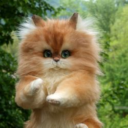 in stock!!! kitten.