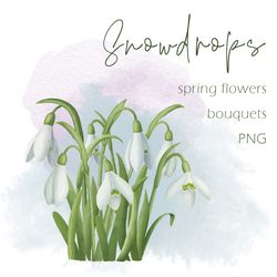 Set of hand-drawn snowdrop flowers in PNG format. The set consists of 10 flowers, 20 leaves, 10 ready-made compositions