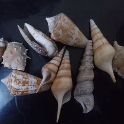 Decorate Your Home or Office with Our Unique Conch Shell Mix Pack of 10 Pieces
