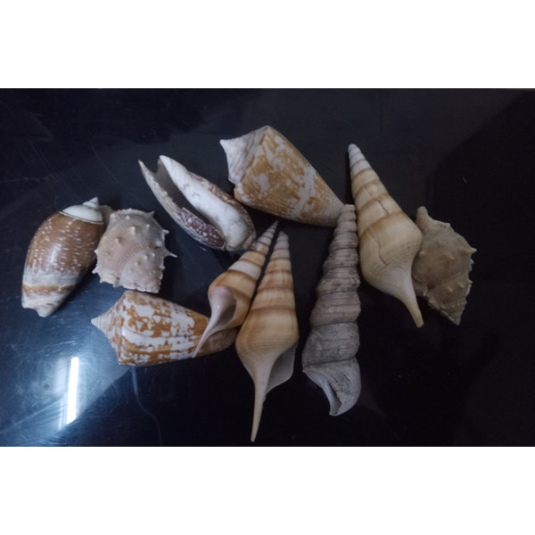 Conch Shell Pack 2.jpg