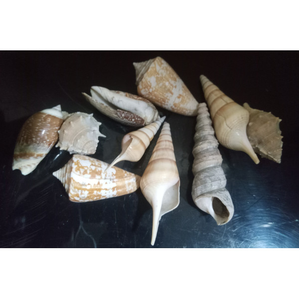 Conch Shell Pack 4.jpg