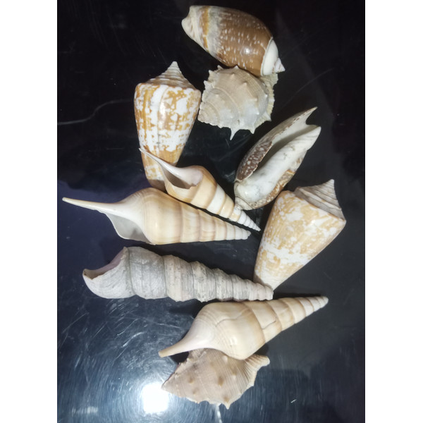 Conch Shell Pack 5.jpg