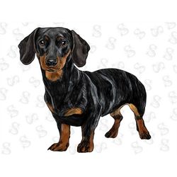 Dachshund Puppy Png Sublimation Designs,animals Png,dog Png,dog Mom Png, Handdrawn Dachshund Png, Dachshund Dog,dachshun