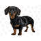 MR-1152023154336-dachshund-puppy-png-sublimation-designsanimals-pngdog-image-1.jpg