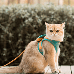 Glow-in-the-Dark Luminous Adjustable Cat Vest Harness & Leash Set: Keep Your Furry Friend Around