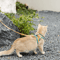 luminousadjustablecatvestharnessleash2.png