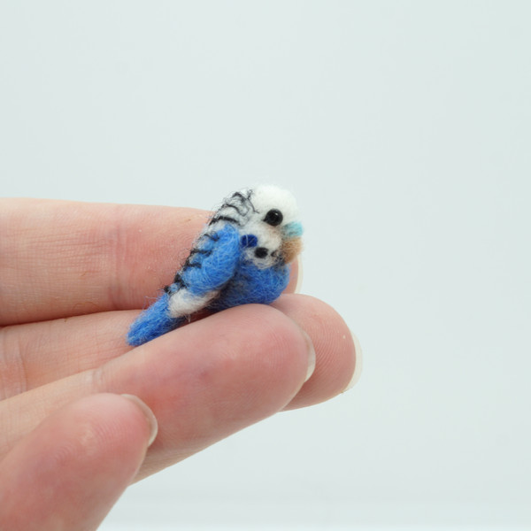 miniature-budgie-blue