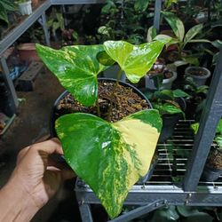 ANTHURIUM PTERODUCTYL Varigated