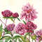 Watercolor painting. Peonies.jpg