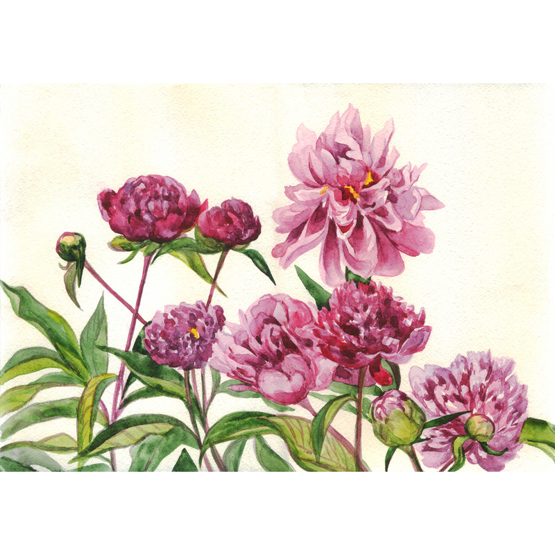 Watercolor painting. Peonies.jpg
