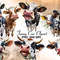 Funny-Cow-Sublimation-Clipart-Bundle-Graphics-68318917-1-1-580x387.jpg