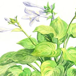 ORIGINAL WATERCOLOR PAINTING Garden flowering plant Hosta flowers Artwork hand painting 11x16 Inch