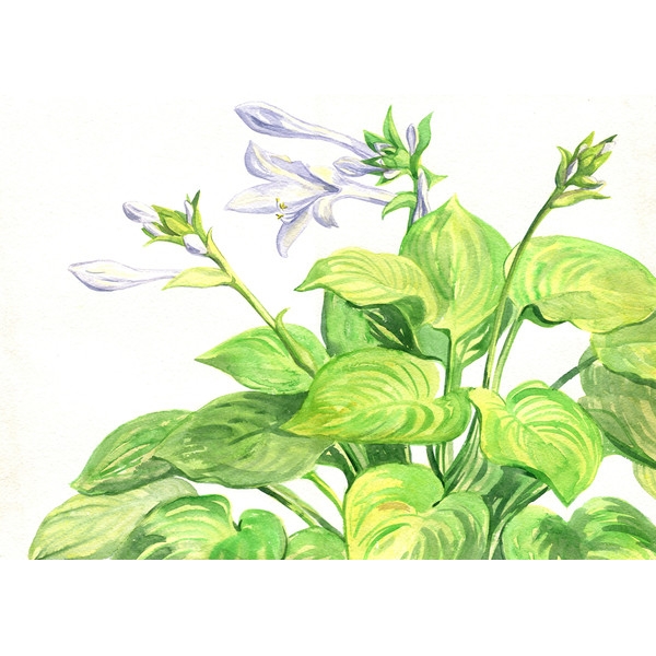 Garden flowering plant Hosta flowers. Watercolor painting.jpg