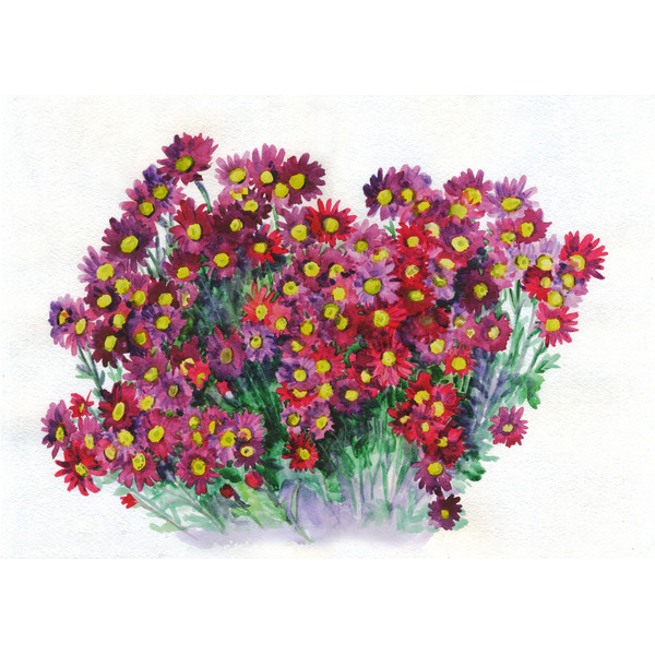 Flower pink red chrysanthemum bouquet. Watercolor painting.jpg