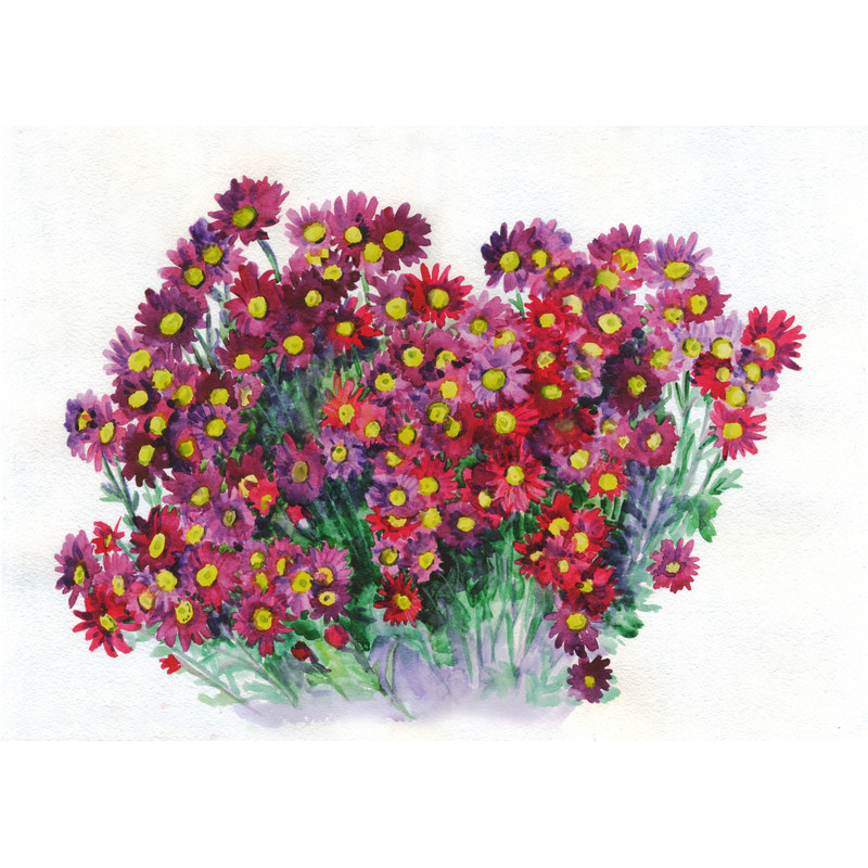 Flower pink red chrysanthemum bouquet. Watercolor painting.jpg
