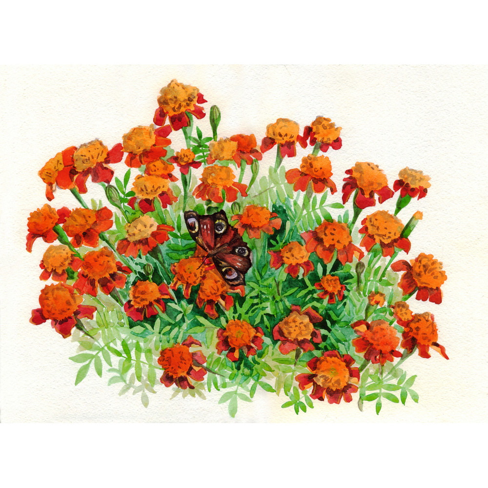bouquet of flowers and a butterfly. Red-orange marigolds on a white background. Watercolor painting.jpg