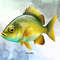 Fish-Collection-Sublimation-Clipart-Graphics-67274242-3-580x387.jpg