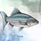 Fish-Collection-Sublimation-Clipart-Graphics-67274242-4-580x387.jpg