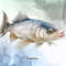 Fish-Collection-Sublimation-Clipart-Graphics-67274242-6-580x387.jpg