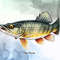 Fish-Collection-Sublimation-Clipart-Graphics-67274242-7-580x387.jpg