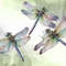 Retro-Dragonfly-Watercolor-Clipart-Graphics-65296473-6-580x387.jpg