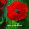 detail red poppies.jpg