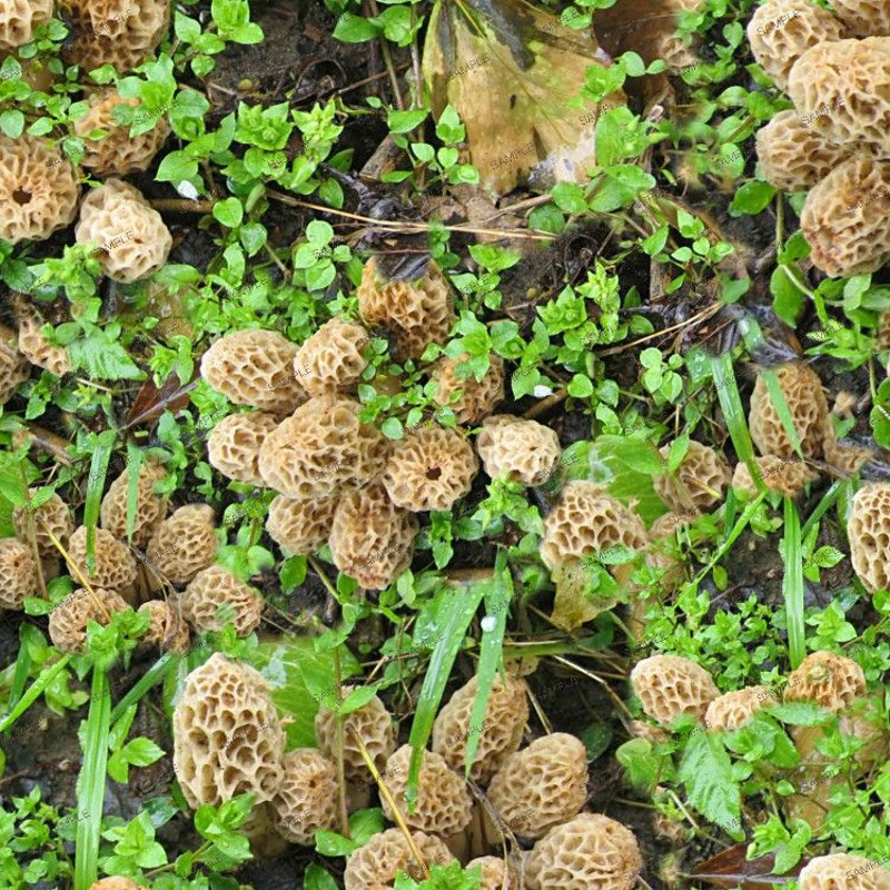 Morel Mushrooms 23.jpg