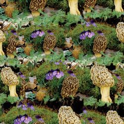 morel mushrooms 24 seamless tileable repeating pattern