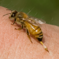 Apitoxin (bee venom - raw) 50g ( 1.76 oz )