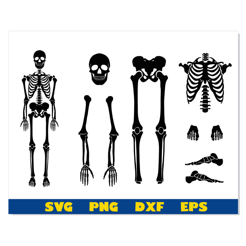 Skeleton Parts png svg 11.jpg