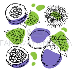 passion fruit set tropical delicacy sketch vector illustration