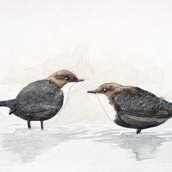 Waterspreeuws original watercolor painting white throated dippers artwork couple of two water birds wall art home decor