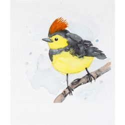 Collared redstart warbler original watercolor painting costa rica whitestart tropical small bird exotic nursery wall art