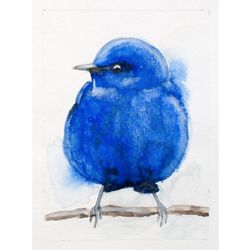 ACEO Grandala Coelicolor original watercolor painting asian turdidae blue bird tropical exotic bird nursery wall decor