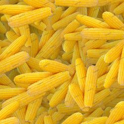 sweet corn 24 seamless tileable repeating pattern
