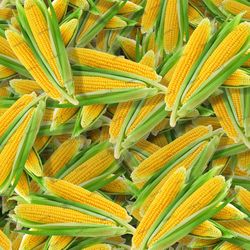 sweet corn ears seamless tileable repeating pattern