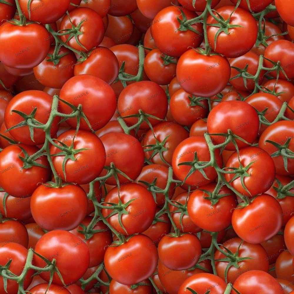Tomatoes 23.jpg
