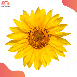flower sunflower head svg, flower svg, sunflower svg, birthday gift svg, gift for gir