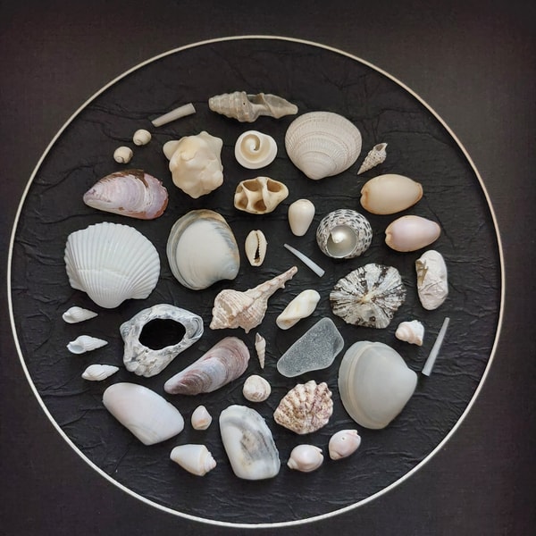 Sea Shell Circle Wall Art SeaShell Collage Art Mosaic Sea Sh - Inspire ...