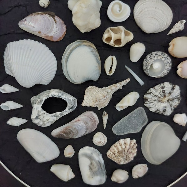 Sea Shell Circle Wall Art SeaShell Collage Art Mosaic Sea Sh - Inspire ...